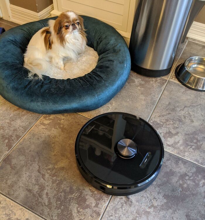 Discover Prime Day Deals on home tech, featuring a robot vacuum next to a dog in its bed, ready for cleaning.