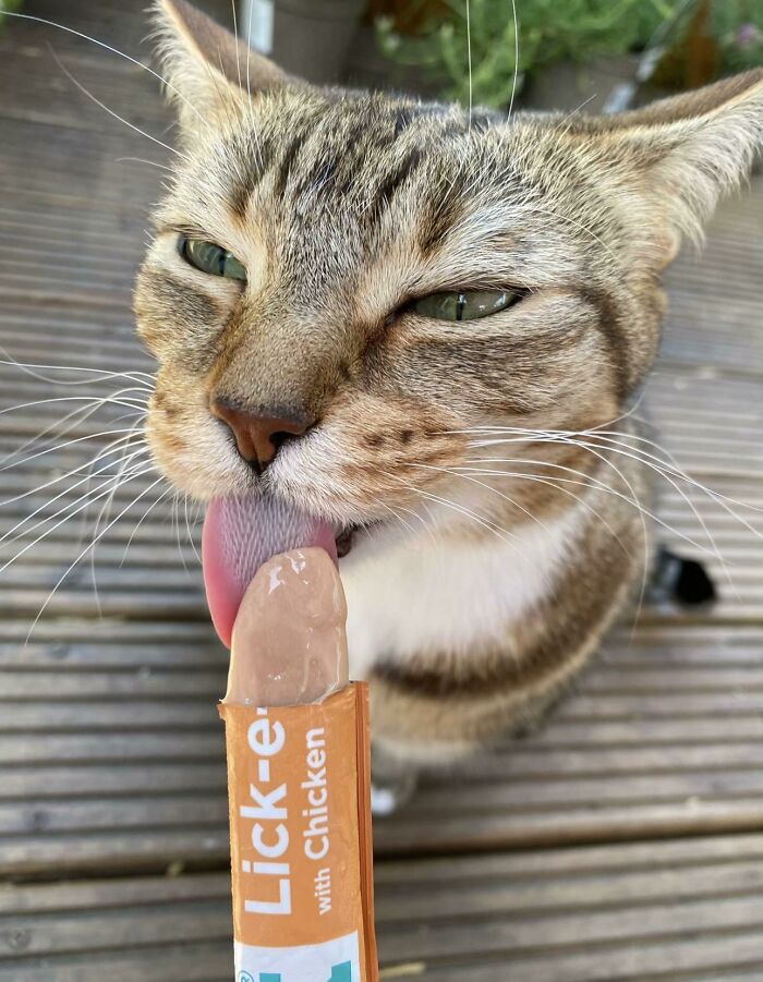 Tabby cat licking chicken-flavored cat snack on outdoor wooden deck