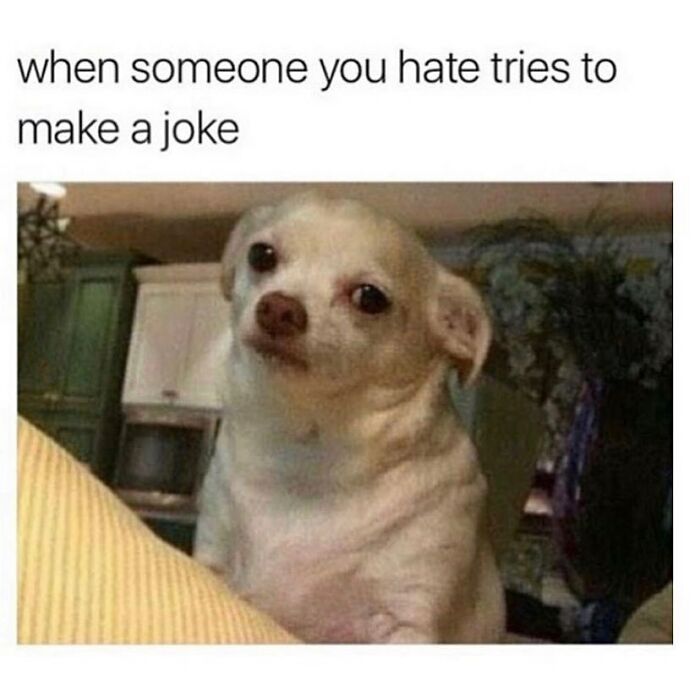 Funny meme of a dog reacting to a hated person's joke with a suspicious look