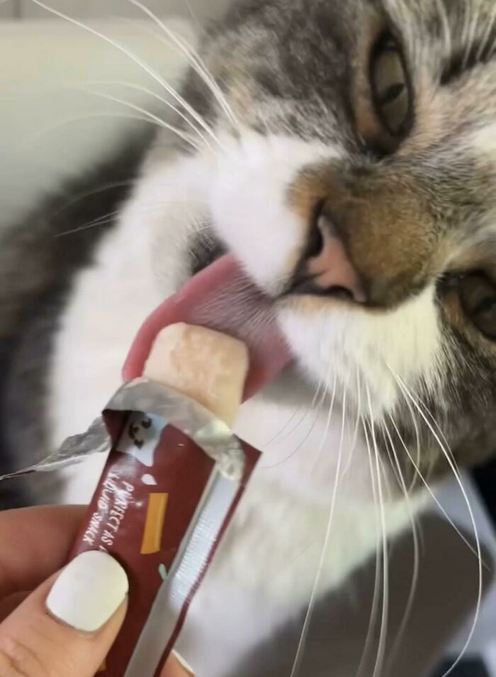 Close-up of a cat licking a treat from a small packet food obsessed cat