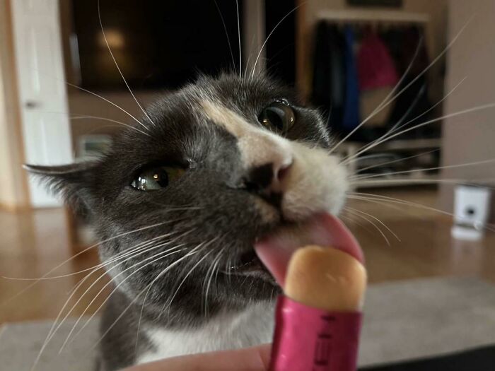 Gray and white cat licking a snack with wide eyes