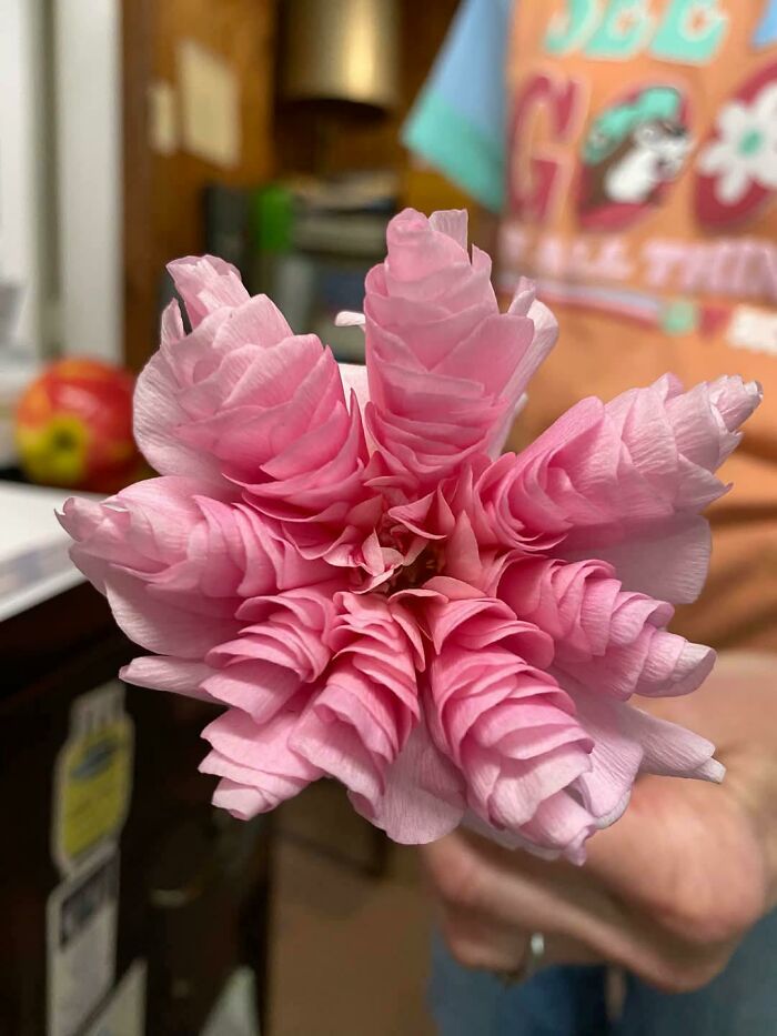 Unique pink flower with tightly layered petals held indoors