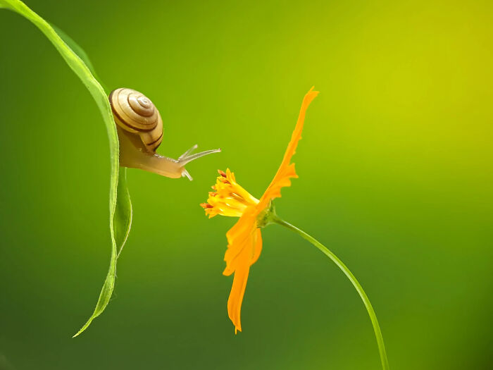 A detailed insect photo of a small snail on a green leaf, reaching towards a vibrant orange flower, captured with a smartphone.
