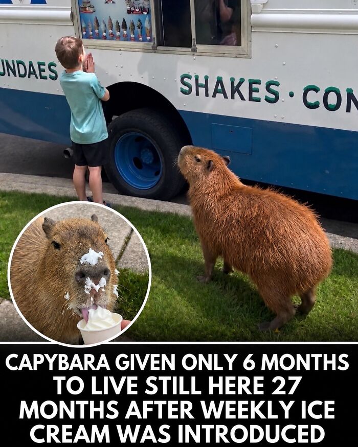 25 Funny And Wholesome Capybara Stories Shared By This Page That Prove These Giant Rodents Are The Internet’s Favorite Animals