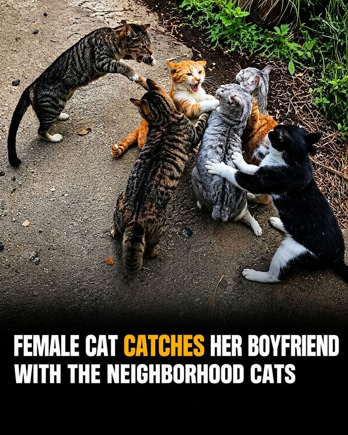 26 Animal Stories So Wholesome, They Might Just Be The Best Thing You See Today
