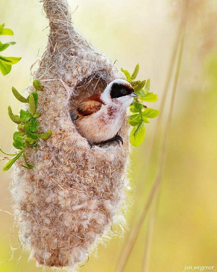 Rare bird photos: A small brown and white bird with a black head peeking out of its intricate nest.