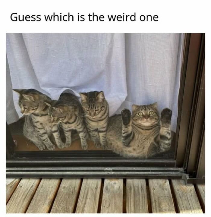 Entertaining cat memes: Four cats looking out a window, one cat has its paws pressed against the glass.