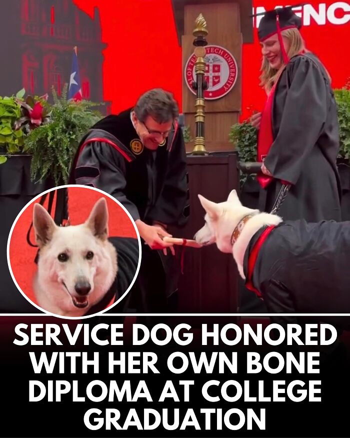 25 New Heartwarming Dog Stories That Prove Kindness Still Exists In The World