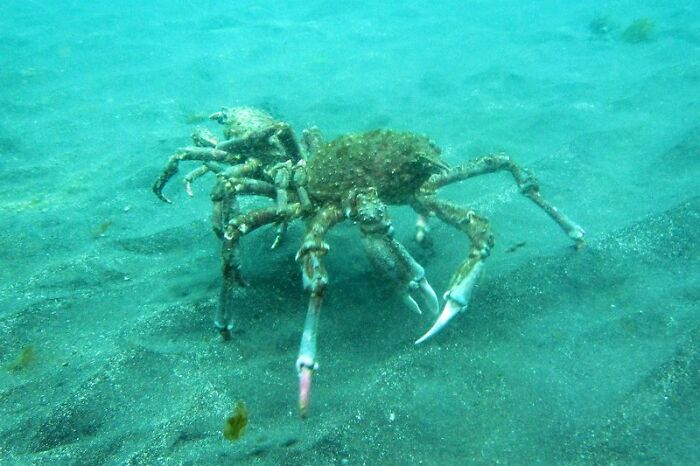 Underwater crab on sandy ocean floor in diving scene