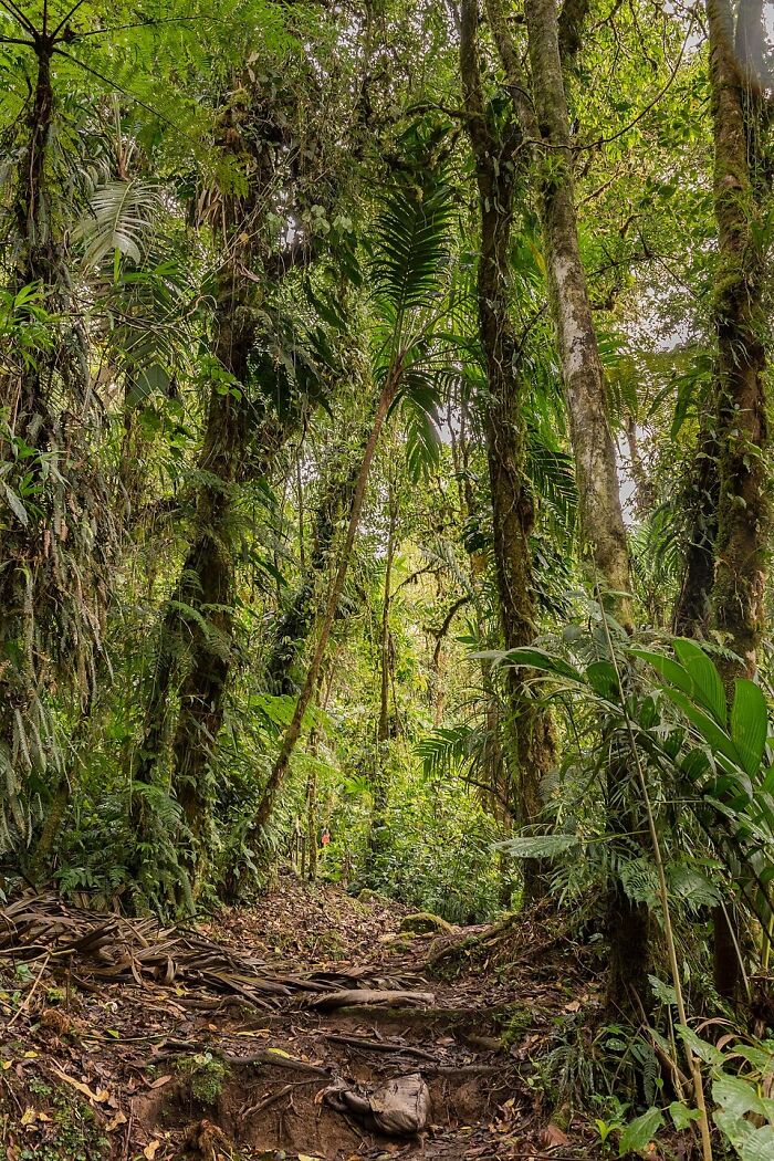 A dense forest path, illustrating the setting for unsolved mysteries or unexplained phenomena.
