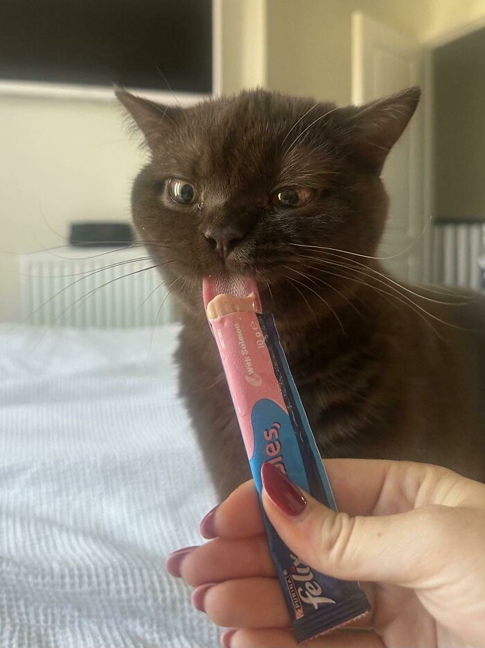 Dark brown cat licking salmon-flavored cat treat from a hand indoors