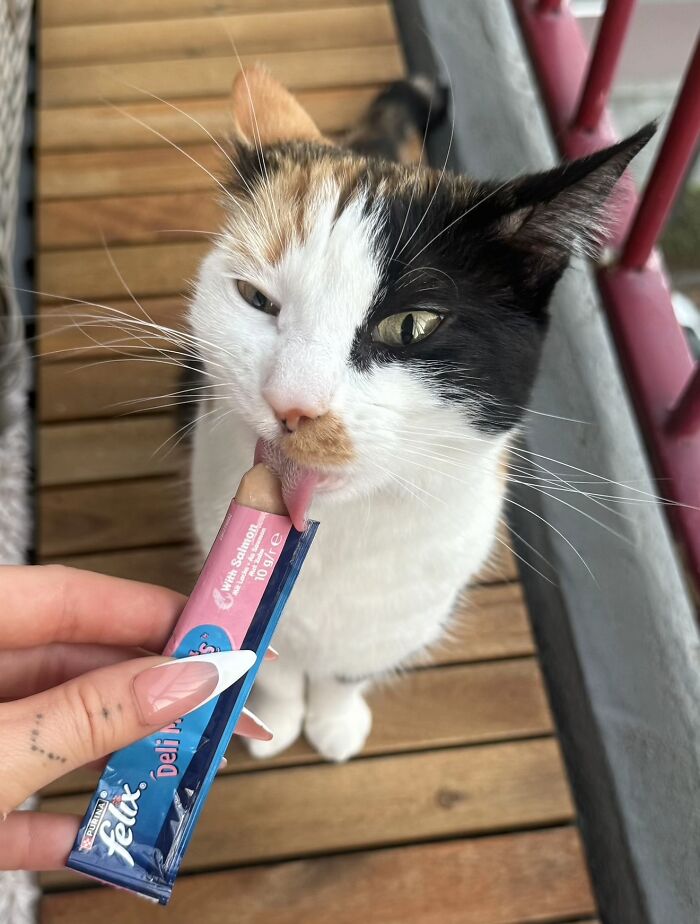 Calico cat licking a salmon-flavored cat treat held by hand food-obsessed cats