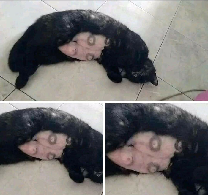 Black cat lying down revealing unusual pattern on belly fur