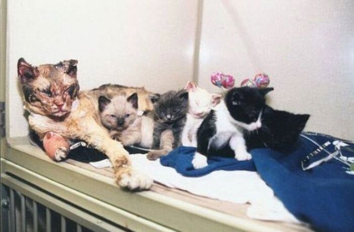 A Mother Cat Ran Into A Burning Building 5 Times To Save Her Kittens