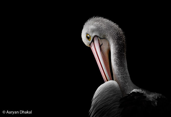 Striking close-up of a pelican with a black background, highlighting its features for the Au Photo Contest.