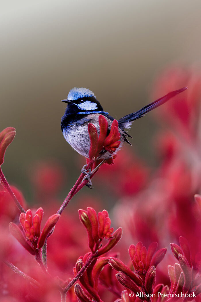 A vibrant blue and white bird perched on bright red kangaroo paw flowers, a stunning entry in an Au Photo Contest.