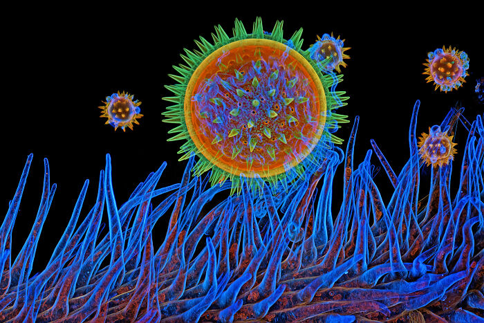 “Mallow Pollen On Stigma” By Igor Siwanowicz