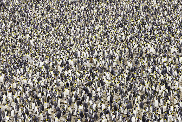 A vast colony of emperor penguins covering a rocky landscape, an aerial view for an Au Photo Contest.