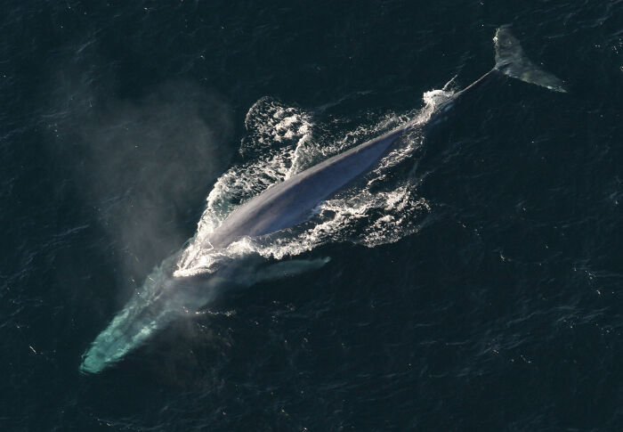 An aerial view of a blue whale swimming in the ocean, a completely useless fact.