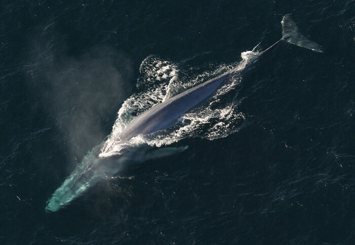 Aerial view of a blue whale spouting water while swimming, illustrating surprising facts about marine life.