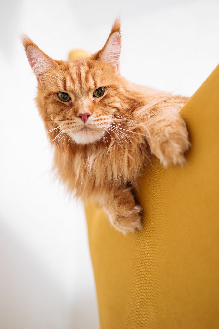 A majestic orange cat perched on a yellow chair, debunking cat myths.