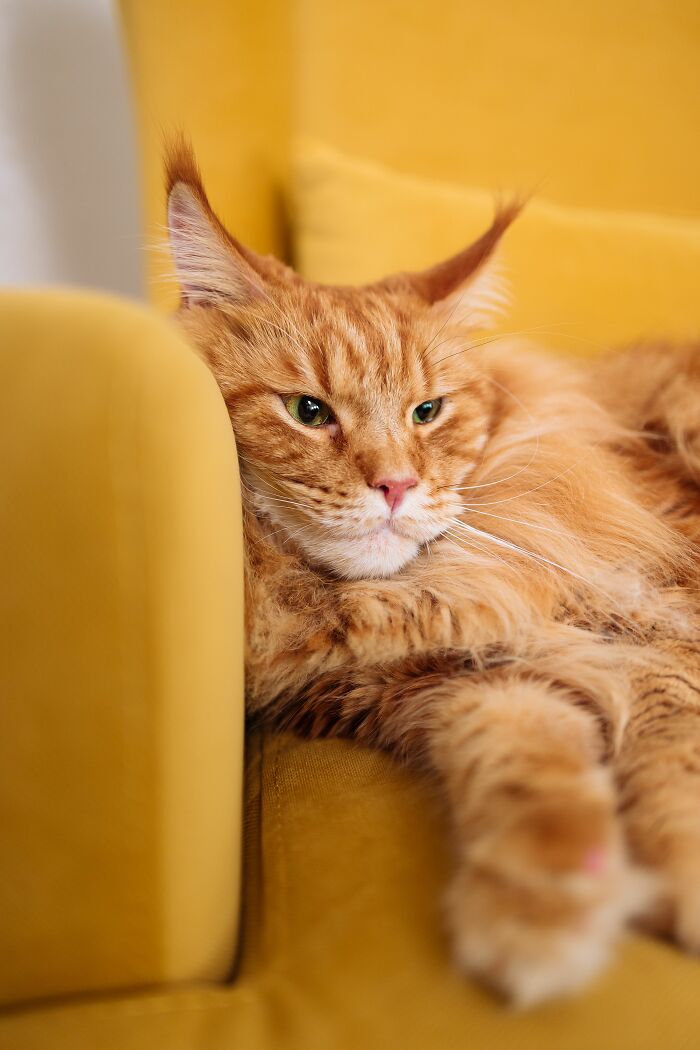 An orange fluffy cat relaxing on a yellow couch, dispelling cat myths.