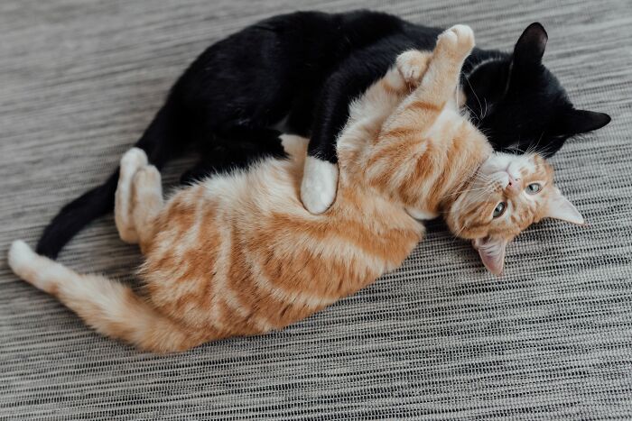 Two cats playing together, an orange one and a black one, debunking cat myths.
