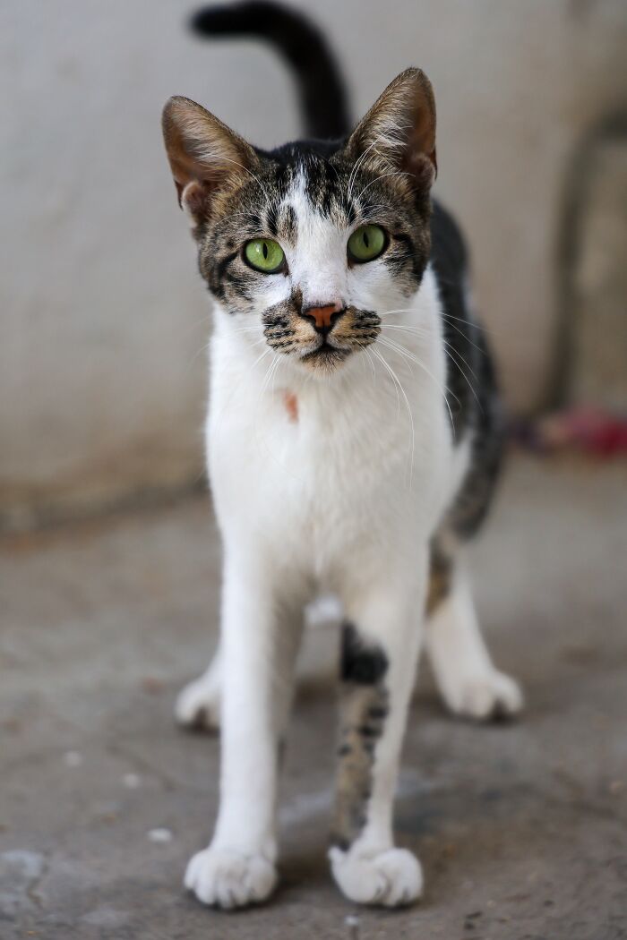 A white and tabby cat with green eyes, challenging common cat myths.
