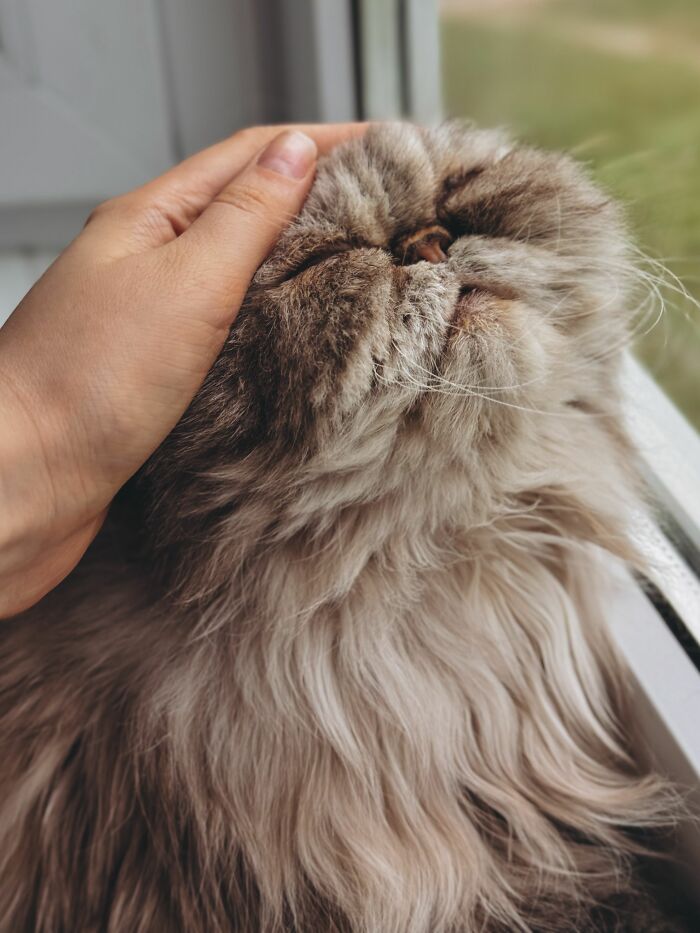 A hand petting a cat, debunking cat myths about their behavior.