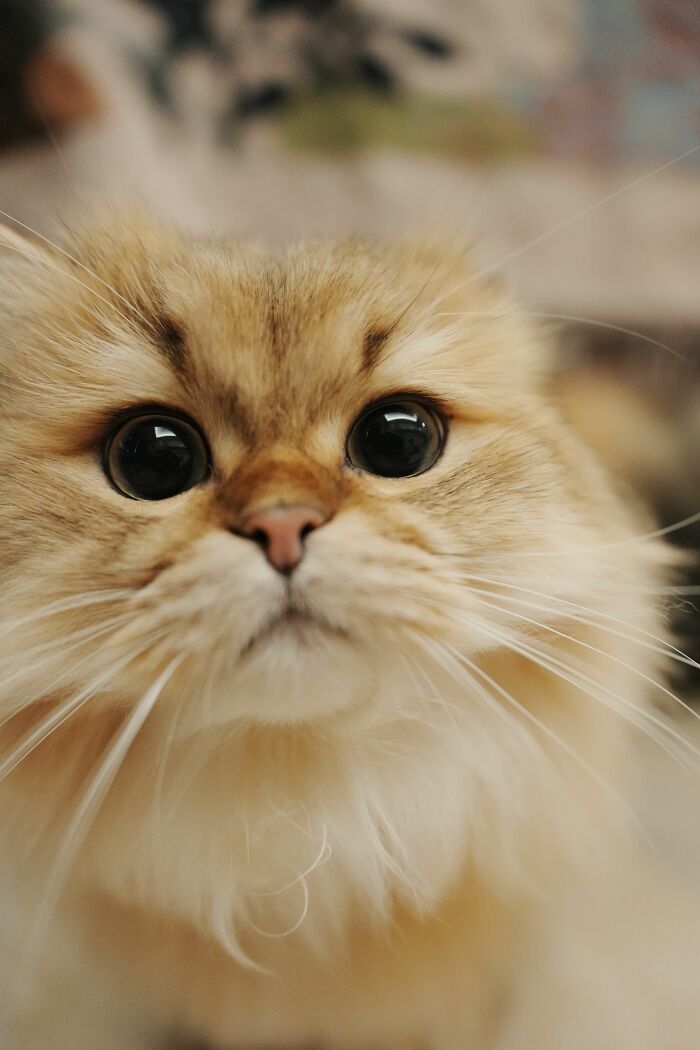 A close-up of a wide-eyed, cute cat, exploring various cat myths.
