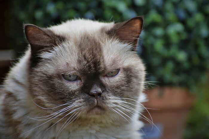 A close-up of a grumpy-looking cat, addressing common cat myths.