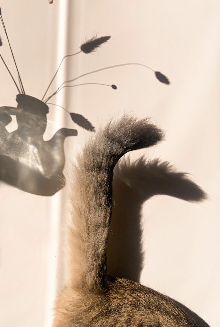 A fluffy cat tail with its shadow on a light wall, debunking cat myths.