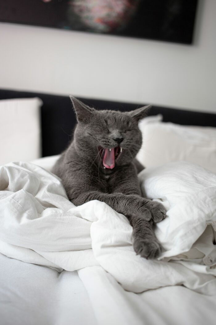A yawning grey cat lounging on a white bed, dispelling popular cat myths.
