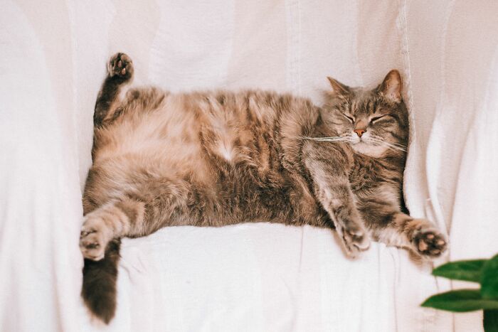 A relaxed grey tabby cat sleeping on a white couch, addressing cat myths.