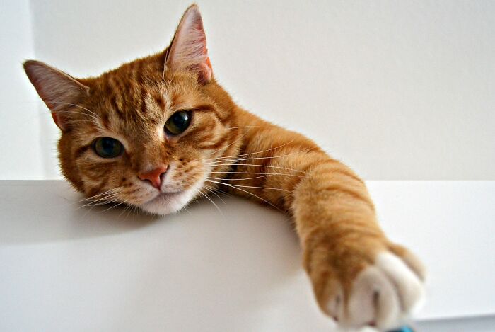 An orange tabby cat peering over a white surface, illustrating debunked cat myths.
