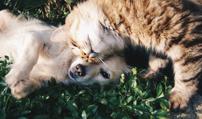A golden retriever and a tabby cat cuddling in the grass, debunking cat myths.