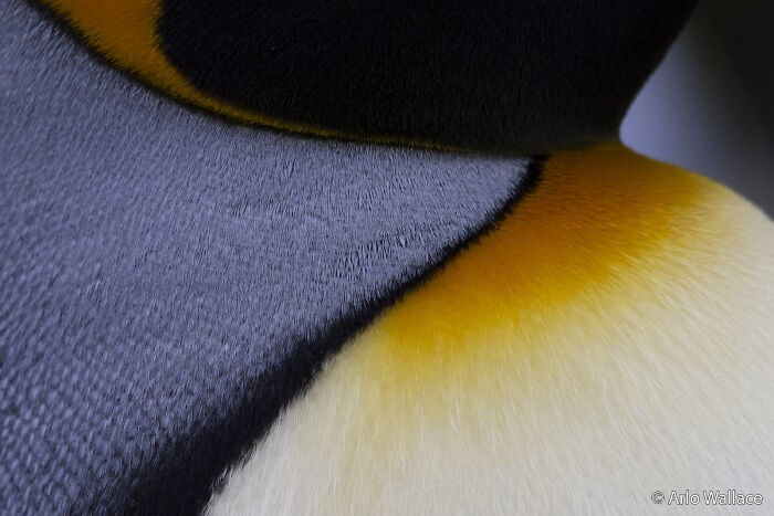 Detailed texture of a king penguin's feathers in vibrant black, white, yellow, and grey, part of the Au Photo Contest.