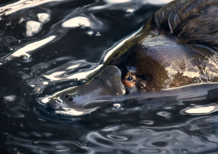 A Natural Wetsuit By Alex Wheeler