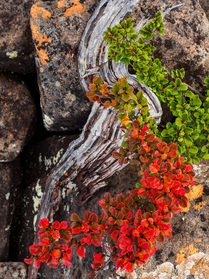 Alpine Overture By Chelsea Bell