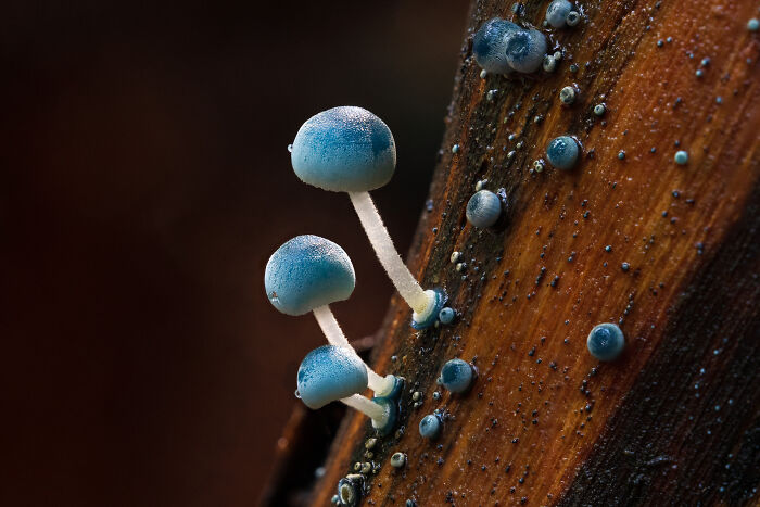 Ephemeral Blue By Ryan Shan