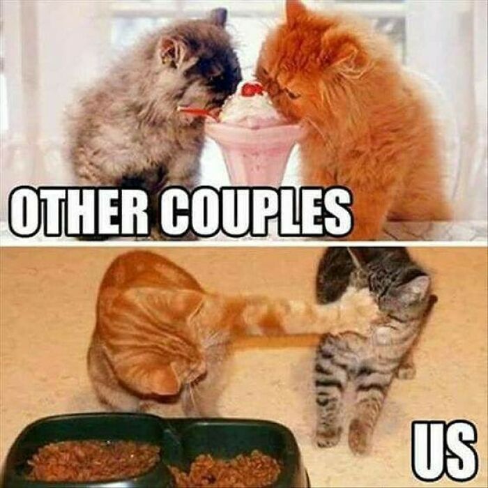 Funny husband and wife meme showing cats humorously representing couples