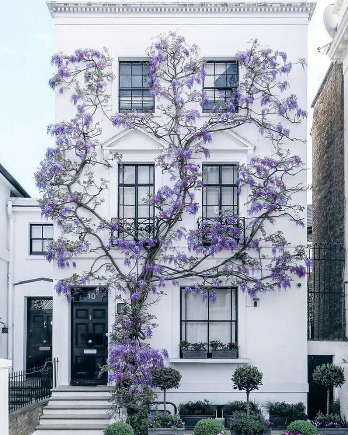 London House With A Wisteria Tree Exterior