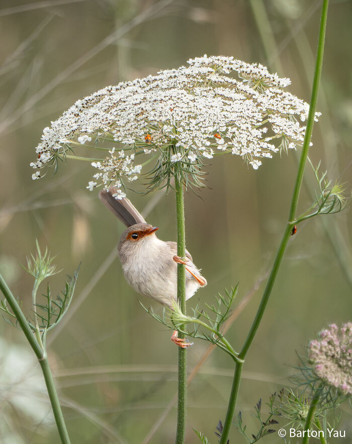 A small bird perched on a tall green stem under a large white flower head, submitted to an Au Photo Contest.