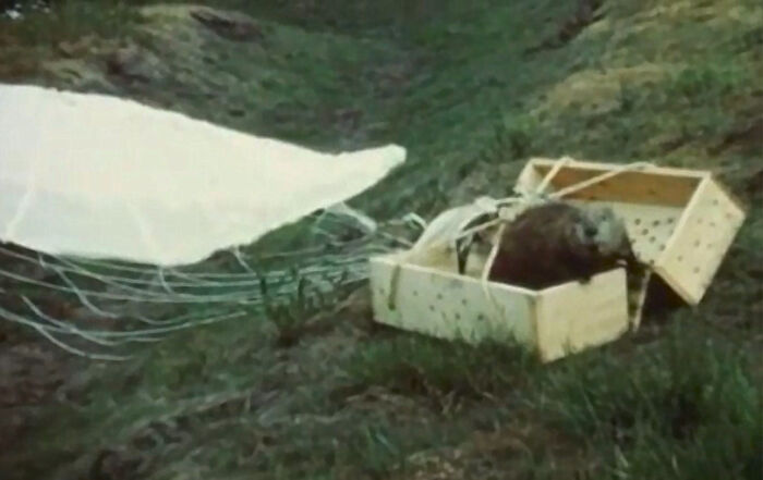 A beaver in a wooden crate with a parachute, showing a silly solution to a problem.