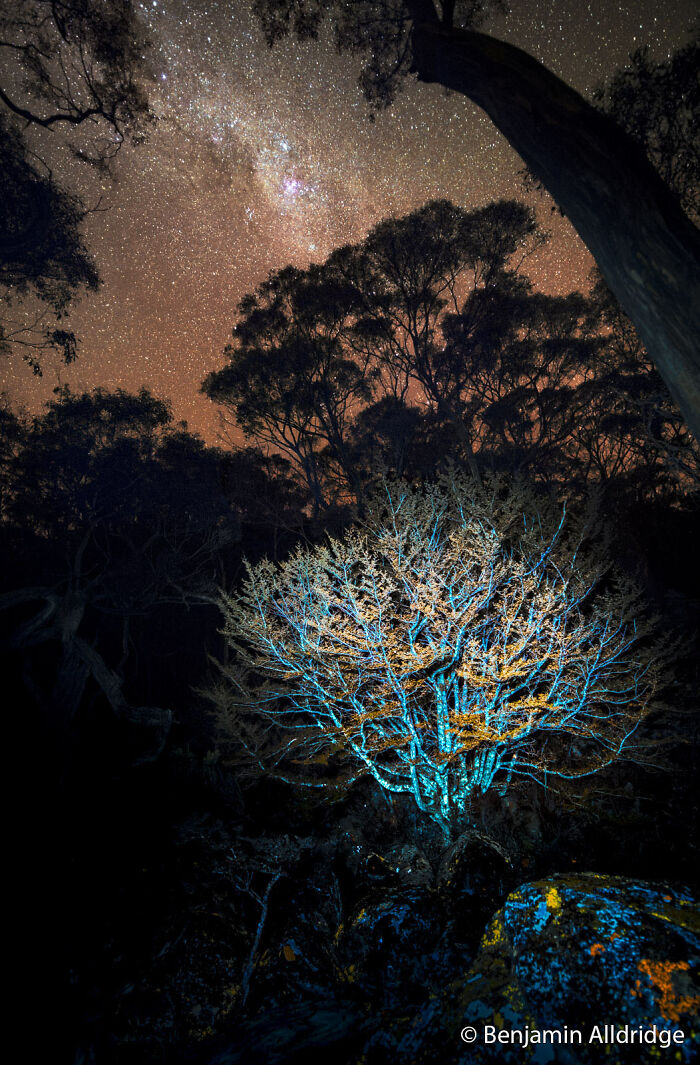 A majestic night sky filled with countless stars and the Milky Way, towering trees silhouetted, and a radiant blue-lit tree in the foreground, an Au Photo Contest entry.