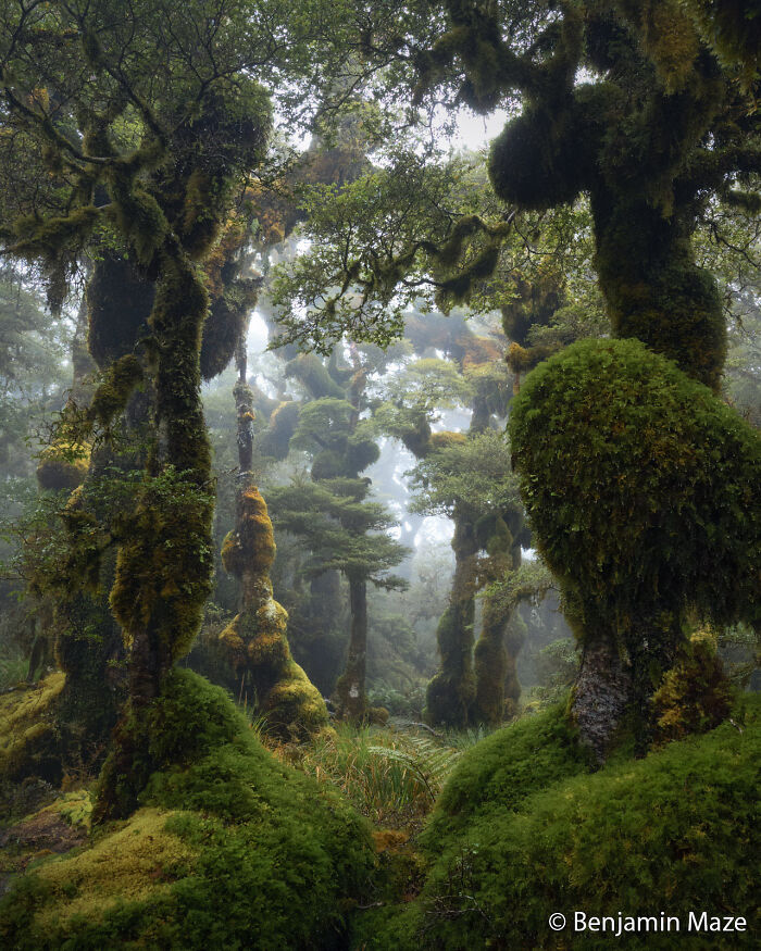 Moss-covered trees in a misty forest, an entry in the Au Photo Contest.