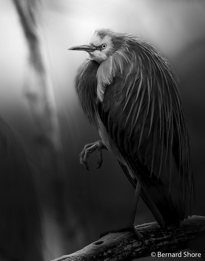 Elegant white-faced heron standing on a branch in black and white, a compelling entry for the Au Photo Contest.
