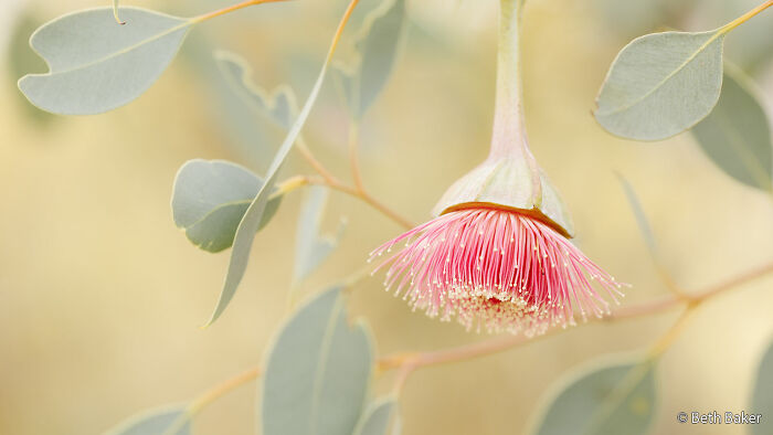A soft focus image of a delicate pink gum blossom with many fine stamens, hanging upside down, surrounded by pale green eucalyptus leaves, an Au Photo Contest entry.