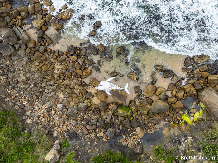 An aerial view of a beached whale among rocks and waves on an Australian coast, an entry in the Au Photo Contest.