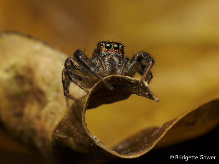 A close-up macro shot of a vibrant jumping spider with iridescent eyes on a golden-brown leaf, for the Au Photo Contest.